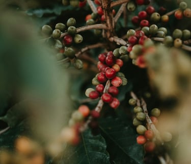 Close-up of ripe red and green coffee beans growing on a branch of a coffee plant.
