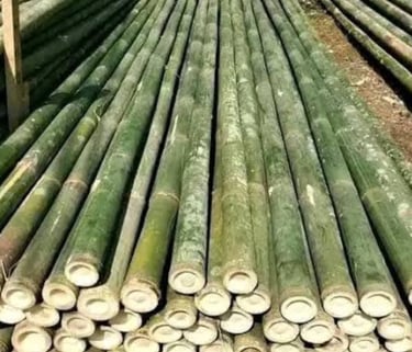 kayu bambu bekisting
