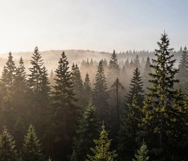 A wide-angle landscape photograph of a misty North American forest at dawn, soft sunlight filtering through cedar trees, peaceful, spacious, and uncluttered.