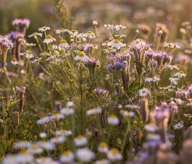 prairie fleurie sous le soleil couchant
