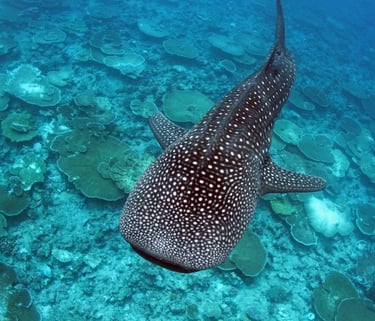 A whale shark swimming over a vibrant coral reef in clear blue tropical ocean water.