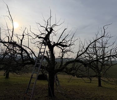 Obstbaumschnitt Oberursel