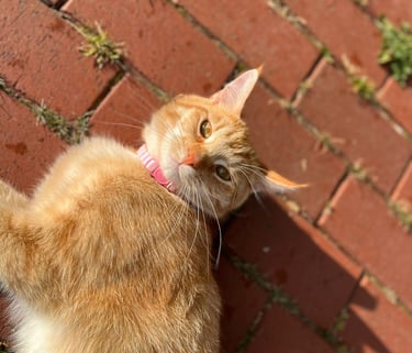 Main Moon Katze - fluffy family - Mobile Katzenbetreuung 