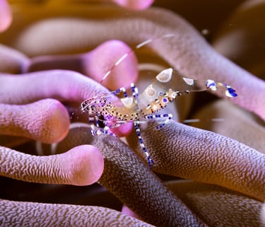 Macro shot of a shrimp on an anemone in Cozumel Mexico