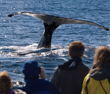 Newfoundland and Labrador is one of the most spectacular whale watching places on Earth.