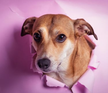 Professional Pet Grooming Services in Qatar
