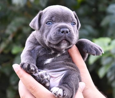 cuccioli grecalestaffs staffordshire bull terrier con pedigree Enci allevamento Sicilia Italia