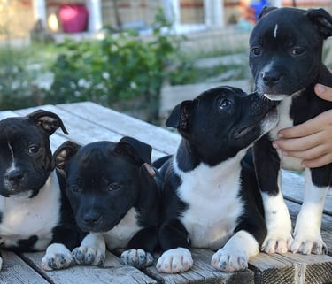 cuccioli grecalestaffs staffordshire bull terrier con pedigree Enci allevamento Sicilia Italia