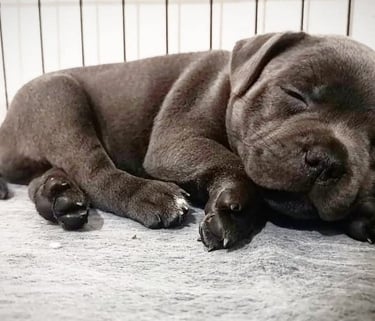 cuccioli grecalestaffs staffordshire bull terrier con pedigree Enci allevamento Sicilia Italia