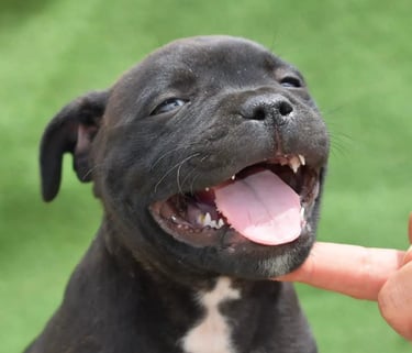 cuccioli grecalestaffs staffordshire bull terrier con pedigree Enci allevamento Sicilia Italia
