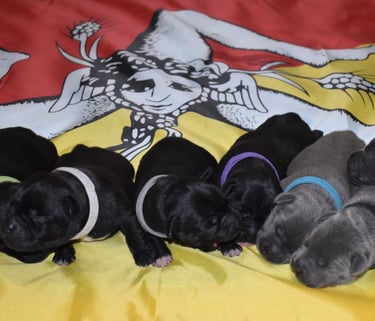 cuccioli grecalestaffs staffordshire bull terrier con pedigree Enci allevamento Sicilia Italia