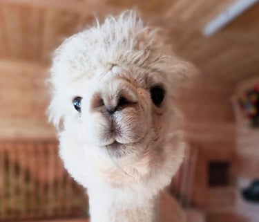 Das ist das Alpaka Oliver - Der Boss