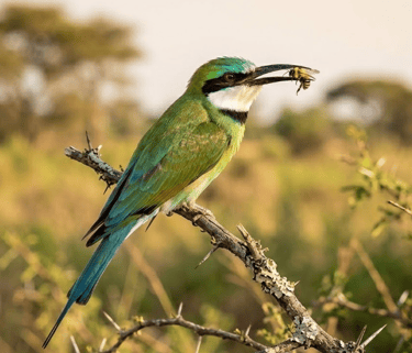 Witkeelbijeneter (Merops albicollis) met een gevangen insect in de snavel op een tak in Gambia.