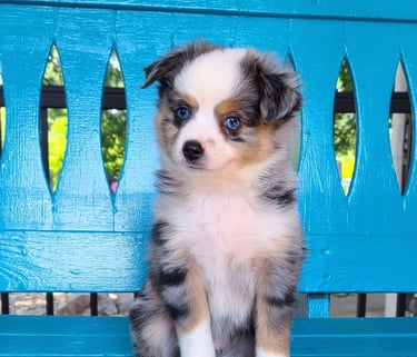 Australian Shepherd Puppies for Sale