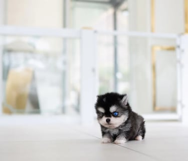 Pomsky Puppies for Sale