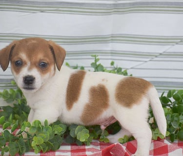 Jack Russell puppies for sale