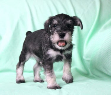Miniature Schnauzer Puppies for Sale