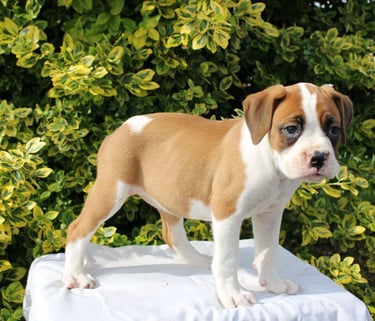 Boxer Puppies for Sale 