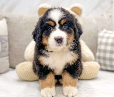 Bernese Mountain Dog Puppies for Sale