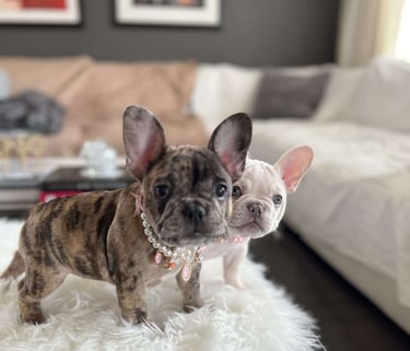 French Bulldog Puppies for Sale