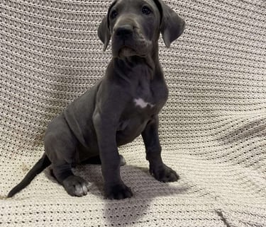 Great Dane Puppies for Sale