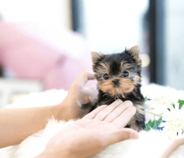 Teacup Yorkie Puppies for Sale