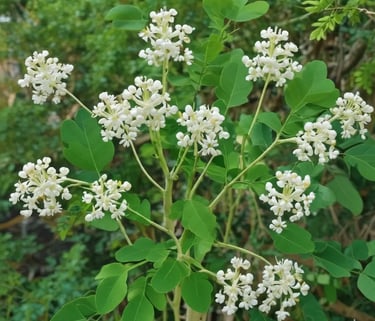 Cachos de flores brancas de moringa oleifera e folhas verdes em um galho da árvore da moringa (drums