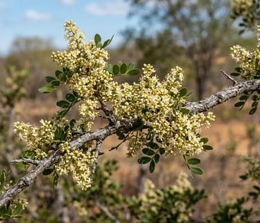 Cacho de pequenas flores brancas desabrochando em um galho de aroeira-do-sertão com folhas verdes.