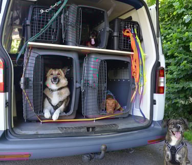 Dogz Erding Gassi-Service