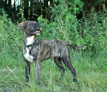 Hund Anti Jagd Kurs Dogz Erding