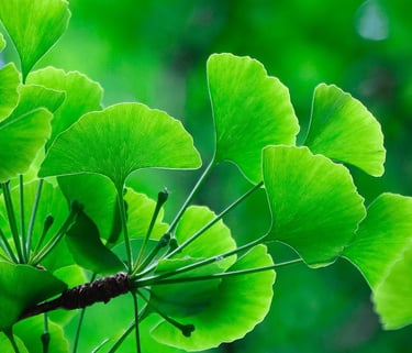 ginkgo biloba