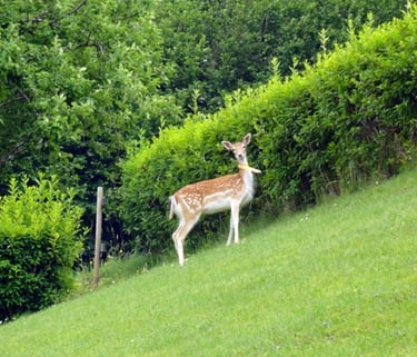La chambre studio des Gardannes en Haute-Savoie en pleine nature