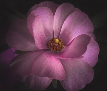 Fleur 4K photo de fleuriste à Montrouge