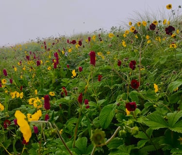 Meadow of yellow and red wildflowers on a misty grassy hillside