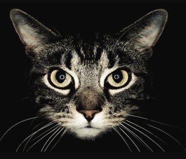 cat engaging internet pic