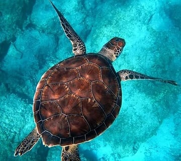 Schildkröte im Wasser