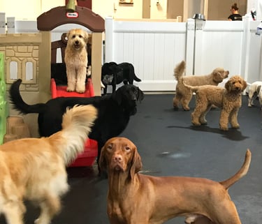 CRECHE ESCOLA PET CRECHA DAY CARE PET