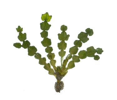 Halimeda sp.