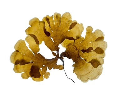 Stypopodium sp.