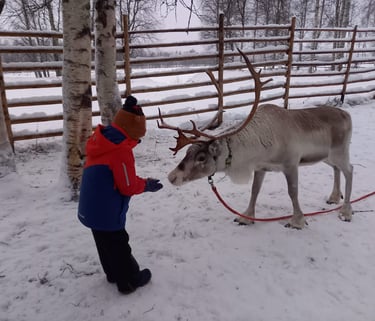 Child feeding the Reindeer