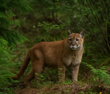 Mountain lion standing alert in forest brush during wilderness encounter showing wildlife danger and predator safety