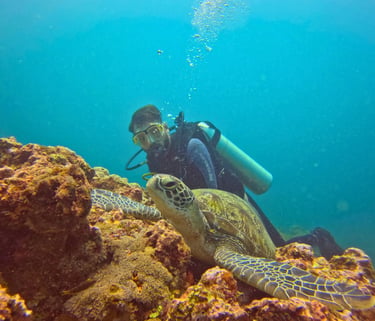Scuba diver observing a green sea turtle resting on a vibrant coral reef in clear blue ocean water.