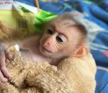 Pigtail monkey showing natural posture and alert behavior