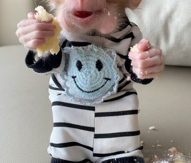 Healthy pigtail monkey sitting calmly in a clean indoor environment