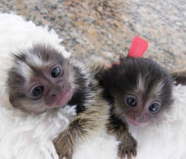 Marmoset monkey pairs photographed in a professionally maintained habitat