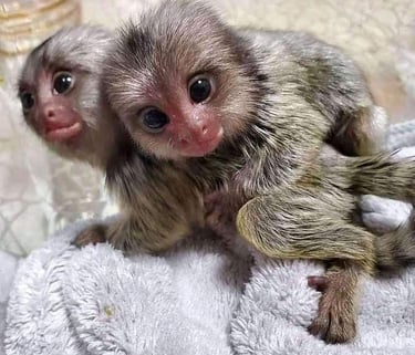Marmoset monkey pairs resting together in a comfortable environment