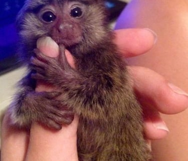 Marmoset monkey captured in a relaxed and comfortable state
