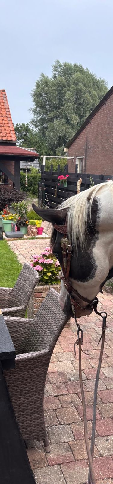 een paard zonder ruiter in de achtertuin bij een tafel