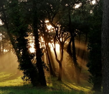 a horse is standing in the grass near a tree