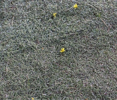 Silver Carpet 